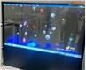 Ecrã OLED transparente
